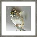 American Tree Sparrow Framed Print