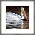 American White Pelican 2916-102919 Framed Print