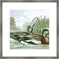 American Wigeon Ducks Framed Print