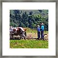 Amish Father And Son Farming Framed Print