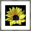 An Amazingly Beautiful Sunflower In The Sunlight Framed Print