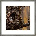 An Owl & A Squirrel Framed Print