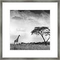 And I Dreamed Of Africa Framed Print