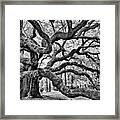 Angel Oak Tree Framed Print