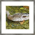 Animals Collection No. A42 Framed Print