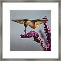 Anna's Hummingbird Sipping Nectar From Salvia Flower Framed Print