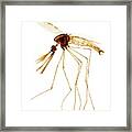 Anopheles Mosquito Male Framed Print