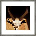 Antelope 002 Framed Print