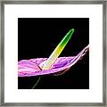 Anthurium Framed Print