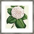 Antique Camellia Iv Framed Print