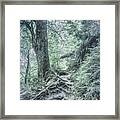 Appalachian Trail In Cool Gray Tones Framed Print