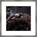Approaching Eagle-signed-4476 Framed Print