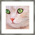 Apricot Purrfection Framed Print