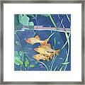 Aquarium Ii Framed Print