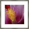 Aquilegia Flower Stamen Super Macro Closeup Framed Print