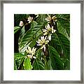 Arabica Coffee Tree In Bloom Framed Print
