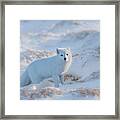 Arctic Fox Framed Print