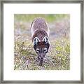 Arctic Fox Vulpes Lagopus Framed Print