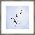 Arctic Sterns Flying In Cloudy Sky Framed Print