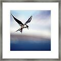 Arctic Tern Hovering Framed Print