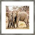 Arguing Elephants Framed Print