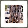 Arizona Desert Tree Framed Print