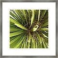 Arizona Yucca Framed Print