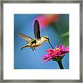 Art Of Hummingbird Flight Framed Print