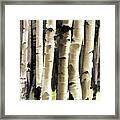 Aspen Tree Painting Framed Print