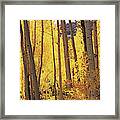 Aspen Trees In Autumn, Colorado, Usa Framed Print