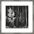 Aspens Northern New Mexico Framed Print