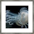 At The Monterey Bay Aquarium Jellyfish Framed Print