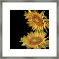 August Sunflower Reflection Framed Print