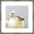 Australian Pelican Framed Print