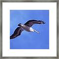 Australian Pelican Flying In Blue Sky Framed Print