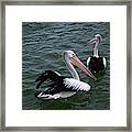 Australian Pelicans Framed Print
