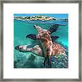Australian Sea Lion Pair, Coral Coast, Australia Framed Print