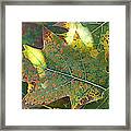 Autumn 1 Framed Print