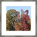 Autumn 109 Framed Print