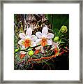 Autumn Colored Orchids Framed Print