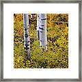 Autumn Contrasts Framed Print