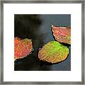Autumn Dogwood Leaf Trio Framed Print