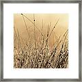 Autumn Grass In Colorado Framed Print