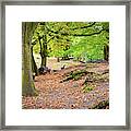 Autumn In The Woods Framed Print