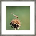 Autumn Meadowhawk 2018-2 Framed Print