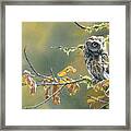 Autumn Oak Framed Print