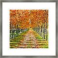 Autumn Tree Framed Print