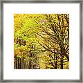 Avenue Of Autumn Trees With Golden Leaves Framed Print