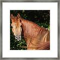 Ay3v6150 Arab Stallion, Claverdon Stud, Uk Framed Print