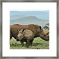 Baby Black Rhino And Mother Framed Print